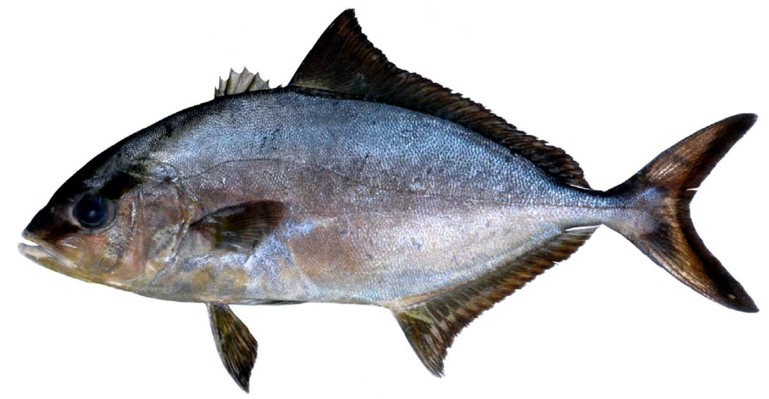 Seriola rivoliana_003